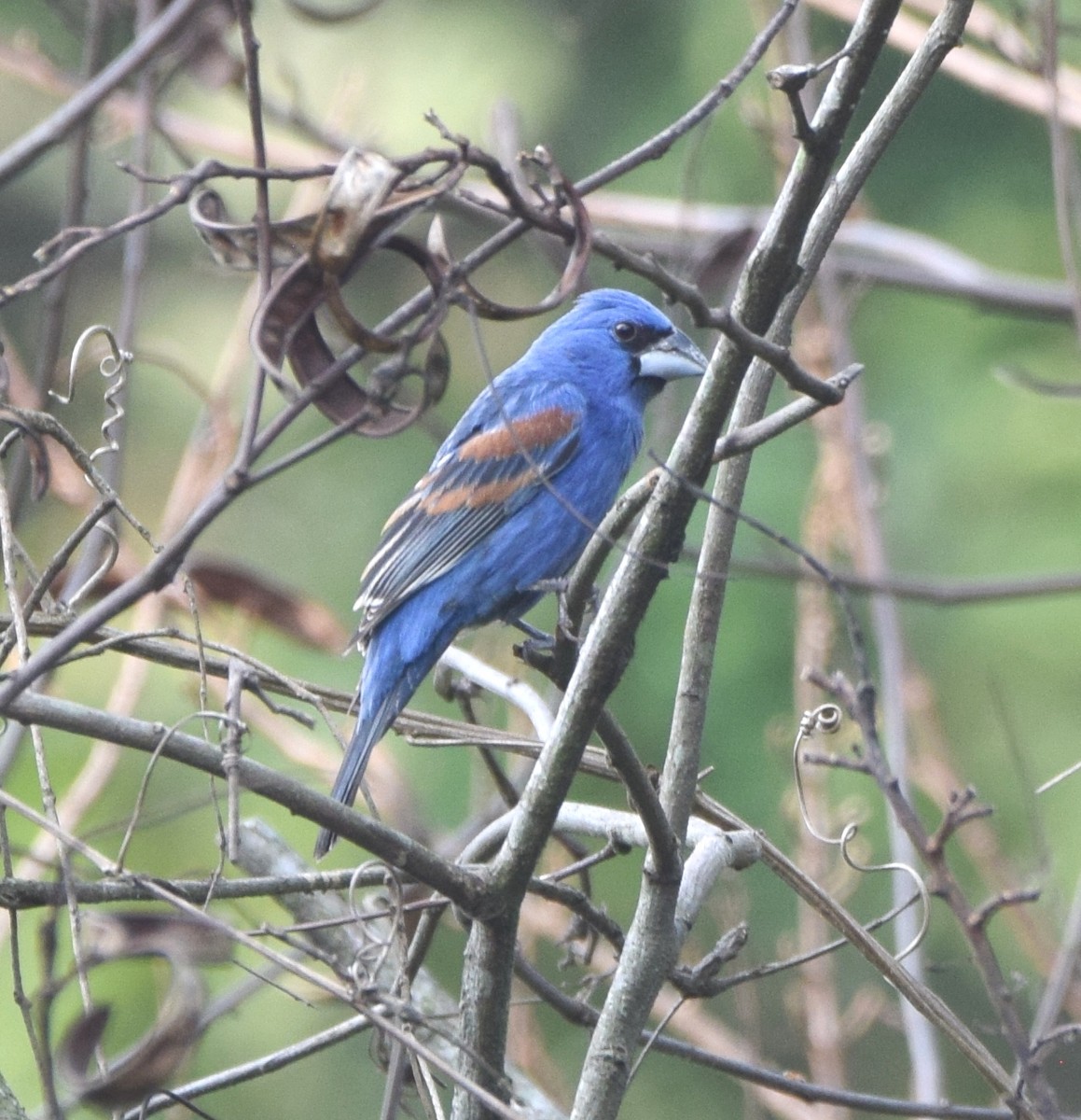 Blue Grosbeak - Zuly Escobedo / Osberto Pineda