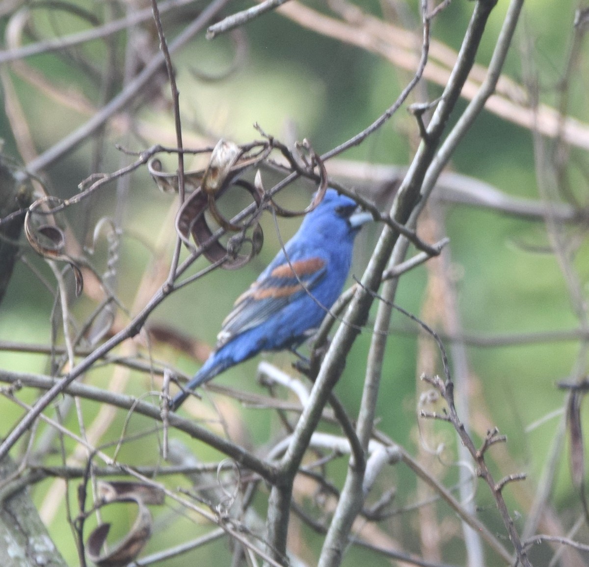 Blue Grosbeak - Zuly Escobedo / Osberto Pineda