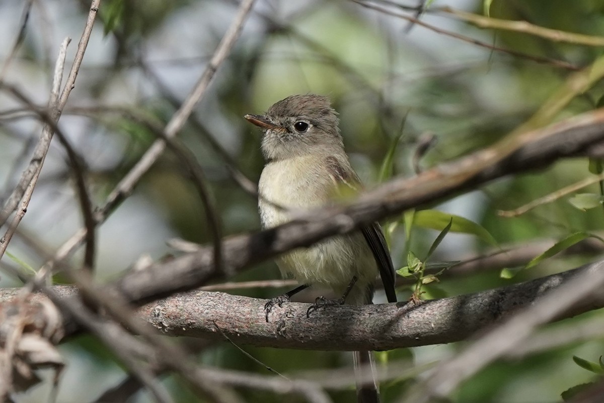 Dusky Flycatcher - Jason B Bidgood