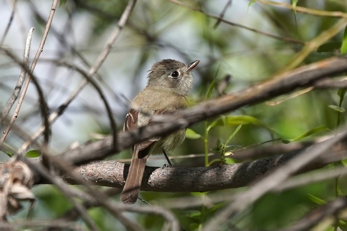 Dusky Flycatcher - Jason B Bidgood