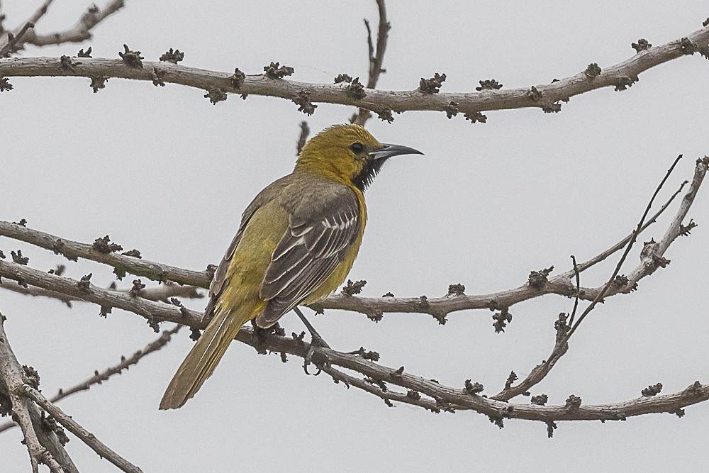 Hooded Oriole - James McNamara