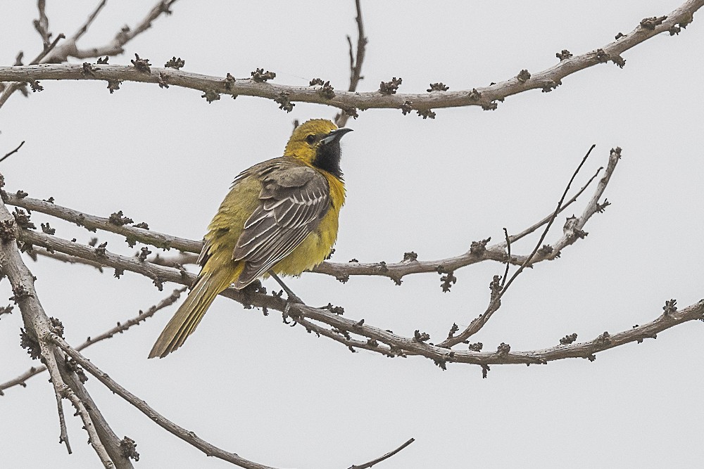 Hooded Oriole - James McNamara