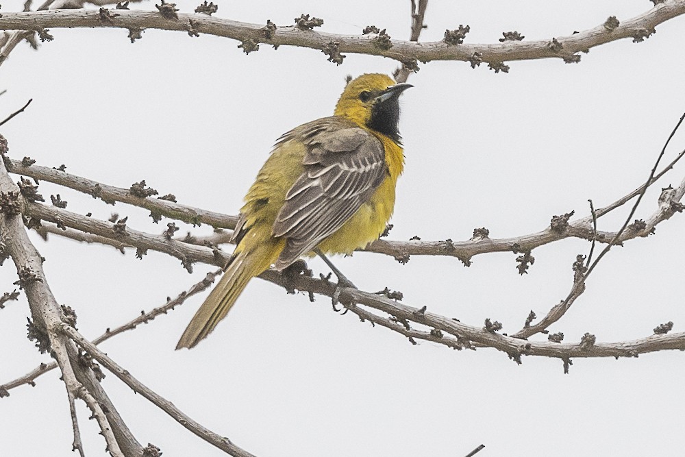 Hooded Oriole - James McNamara