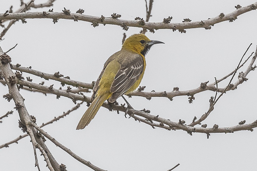 Hooded Oriole - James McNamara