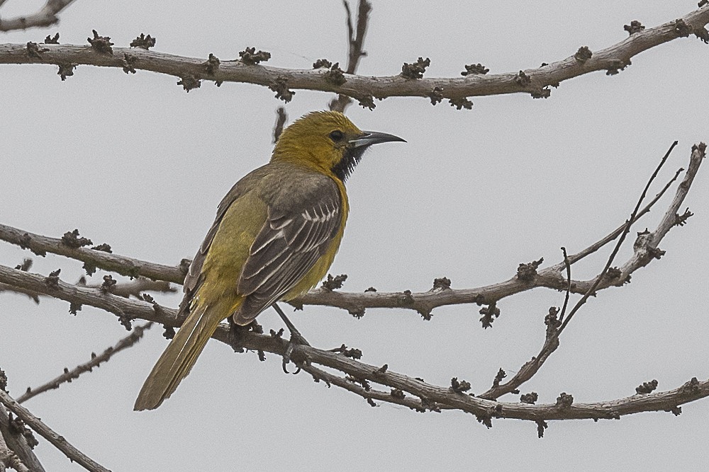 Hooded Oriole - James McNamara