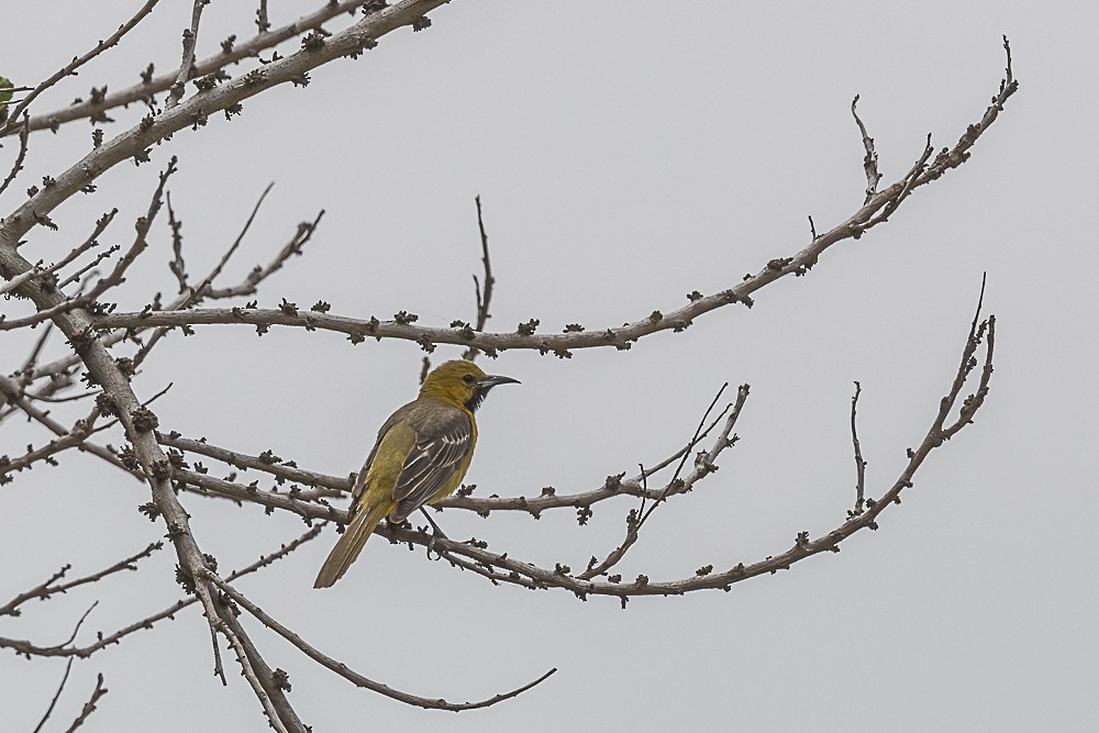 Hooded Oriole - James McNamara