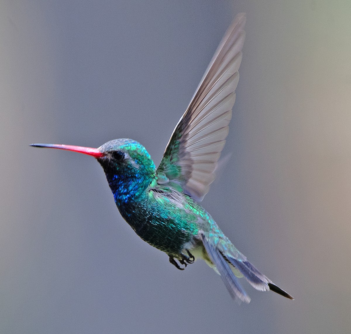 Broad-billed Hummingbird - Kenneth Butler