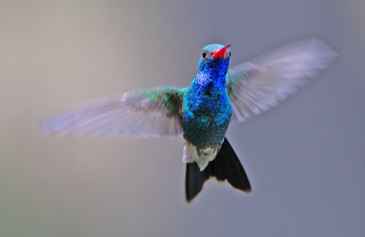Broad-billed Hummingbird - Kenneth Butler