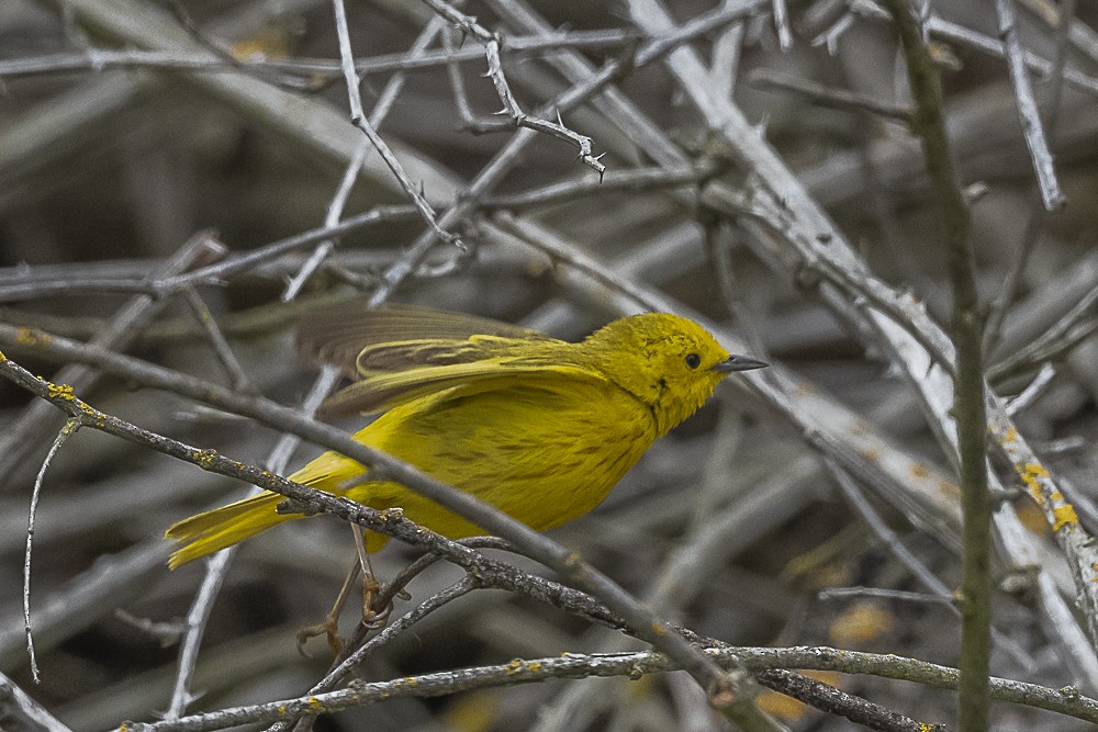 Yellow Warbler - James McNamara