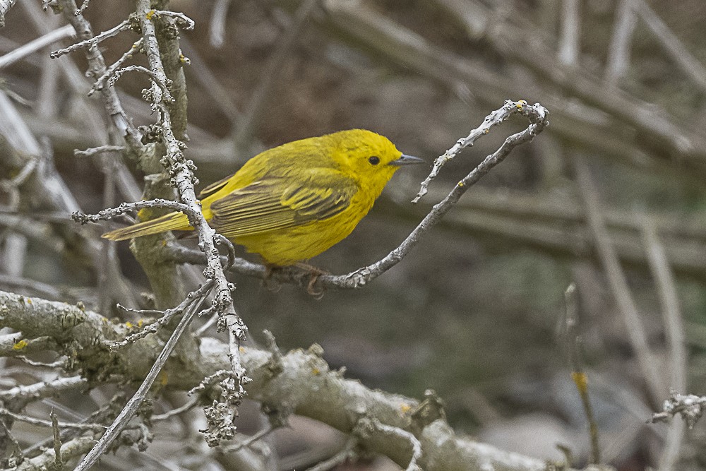 Yellow Warbler - James McNamara