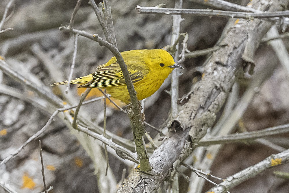 Yellow Warbler - James McNamara