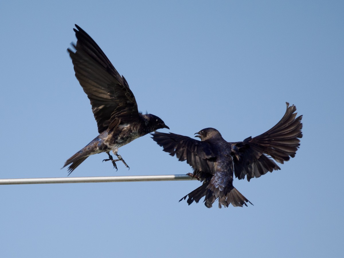 Purple Martin - ML619649536