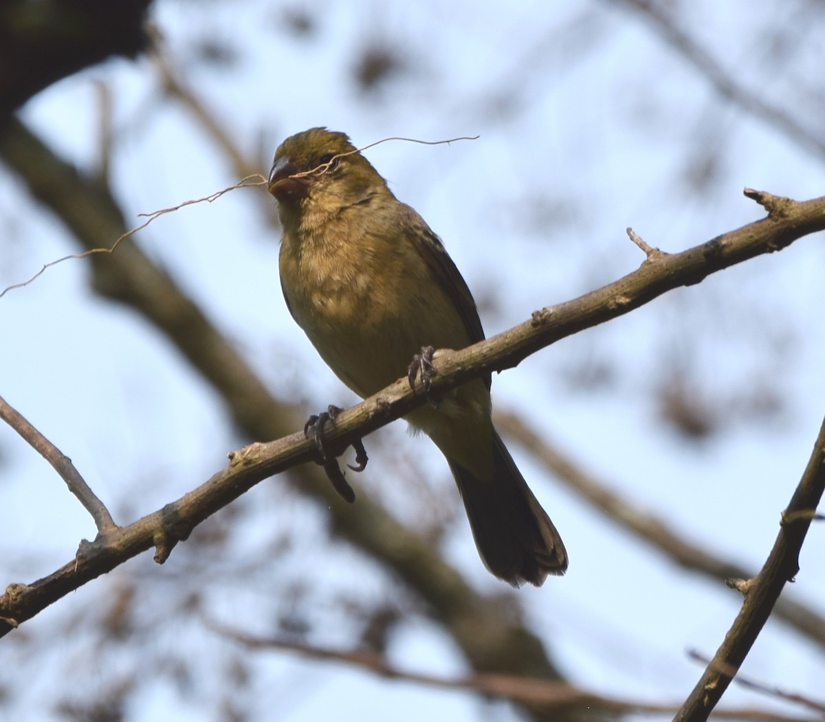 Morelet's Seedeater - Zuly Escobedo / Osberto Pineda