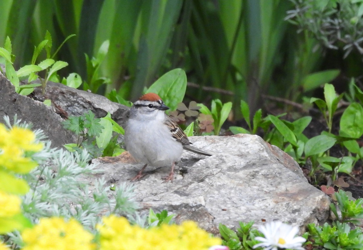 Chipping Sparrow - Don Manson