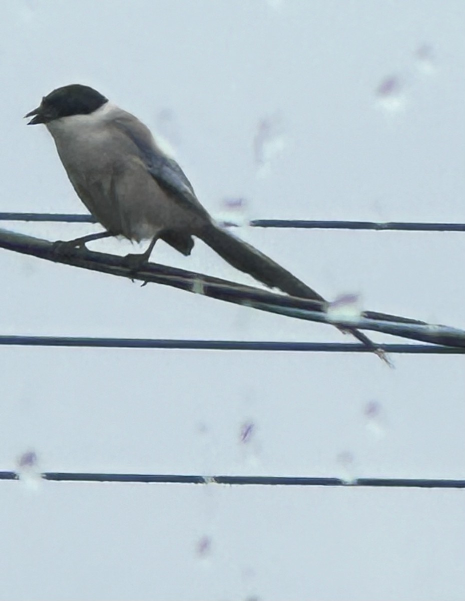 Azure-winged Magpie - Annie Donwerth-Chikamatsu