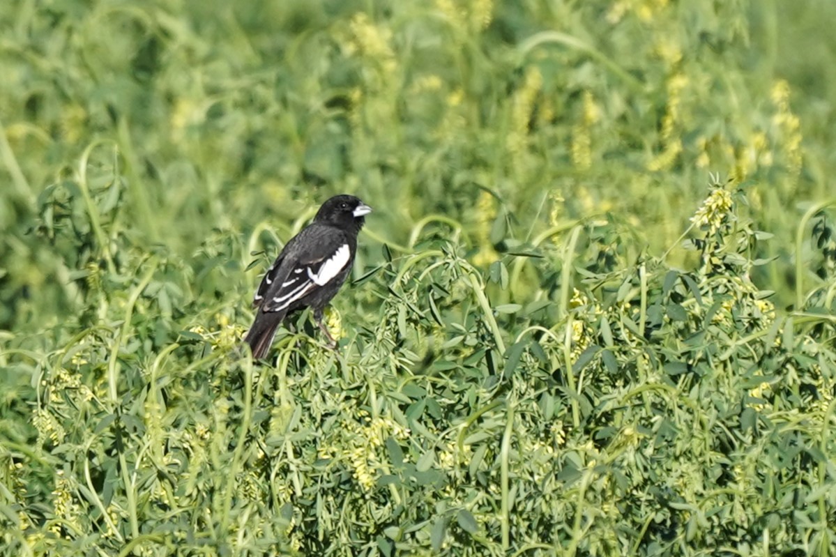 Lark Bunting - Jason B Bidgood