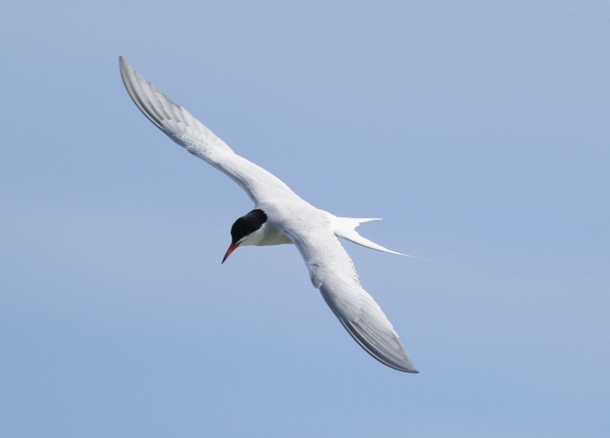 Common Tern - Rob Crawford