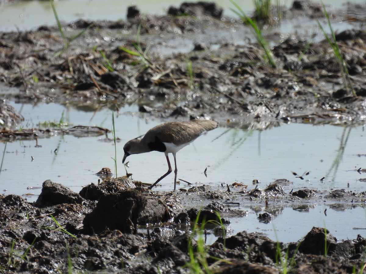 Southern Lapwing - ML619649572