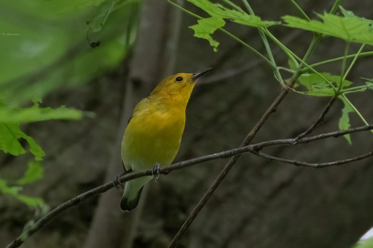 Prothonotary Warbler - Aaron Kuiper