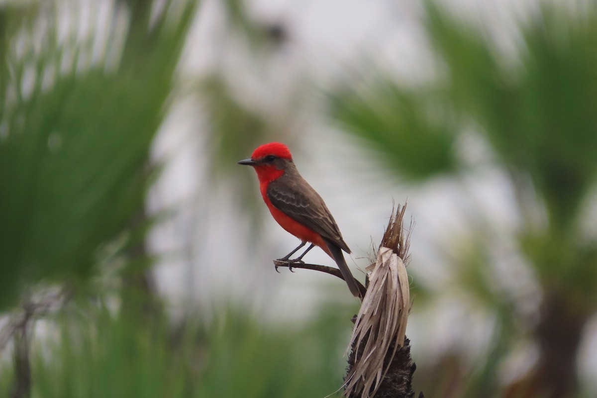 Vermilion Flycatcher - David Brinkman