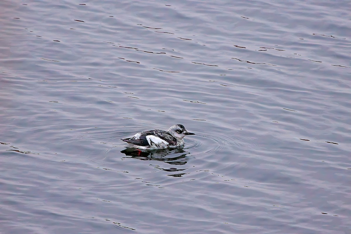 Pigeon Guillemot - Jerry Lipka