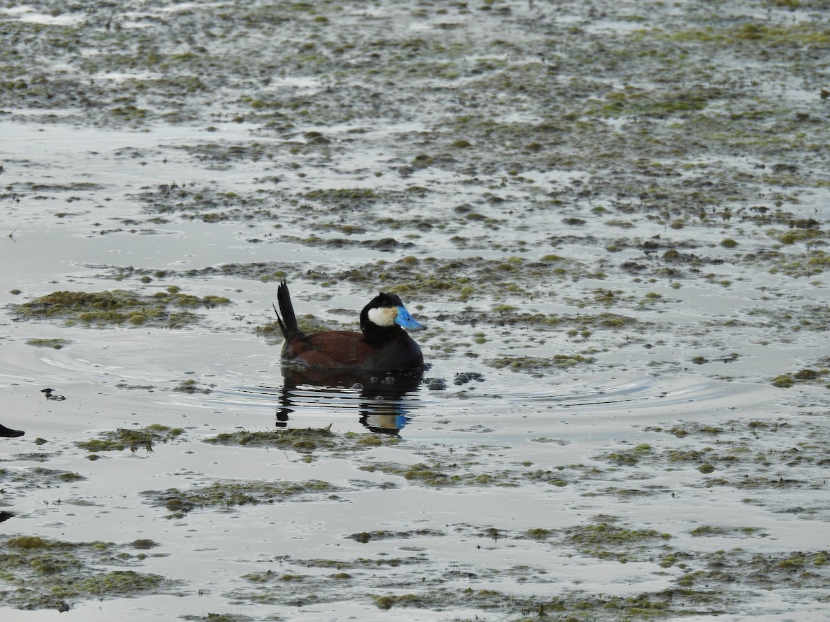 Ruddy Duck - Sachi Snively