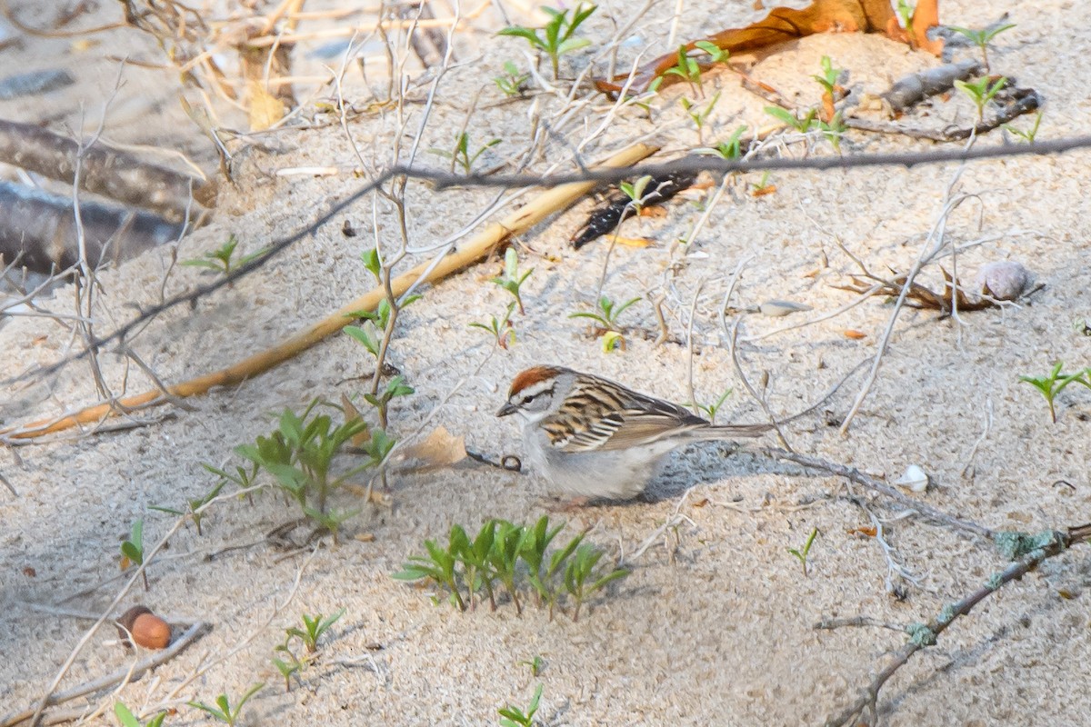 Chipping Sparrow - ML619649584