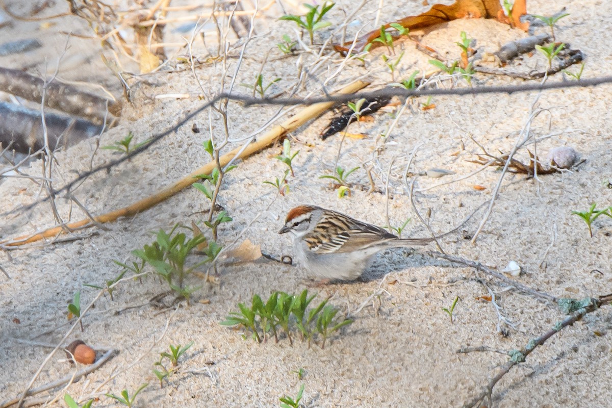 Chipping Sparrow - Naseem Reza