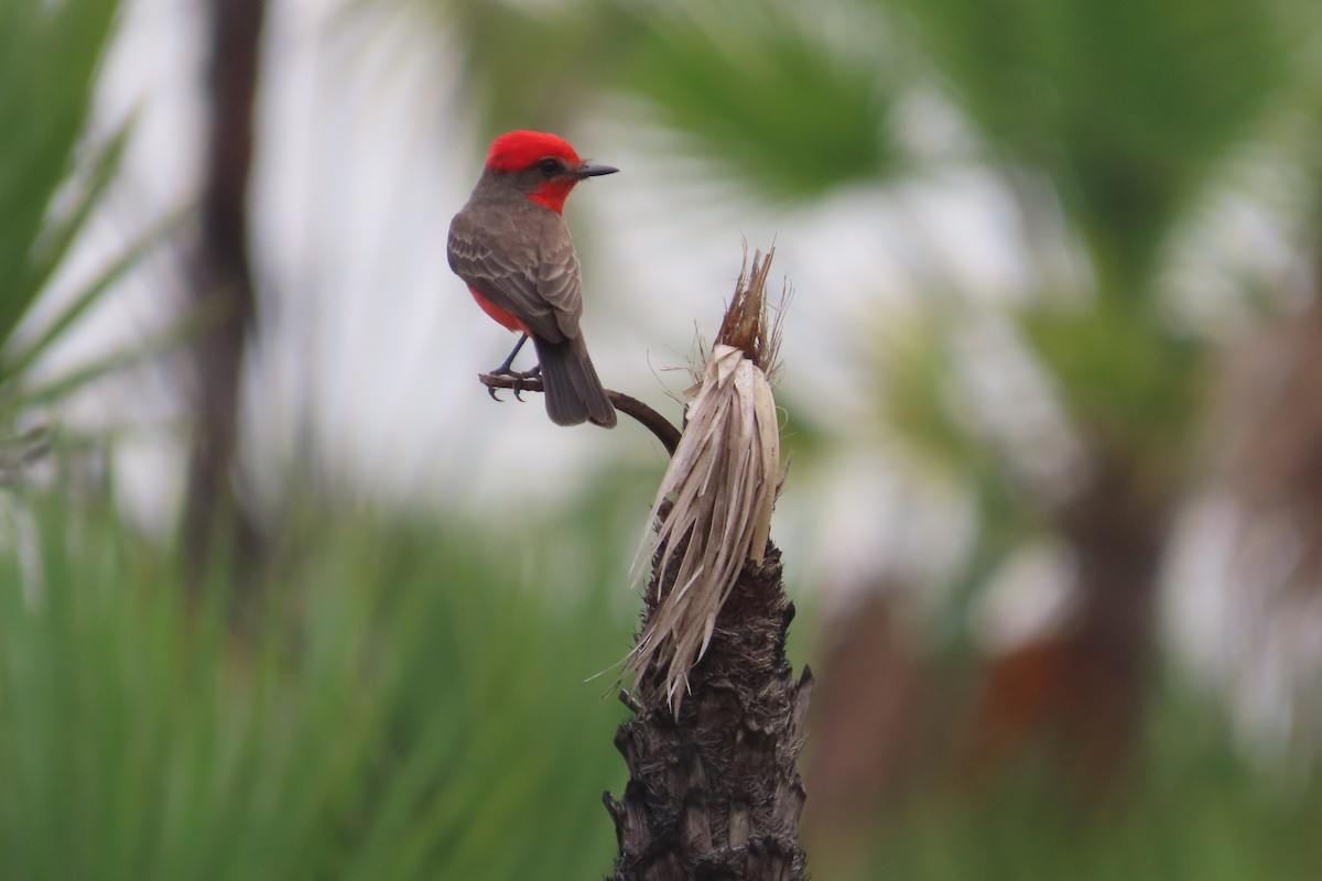 Vermilion Flycatcher - David Brinkman