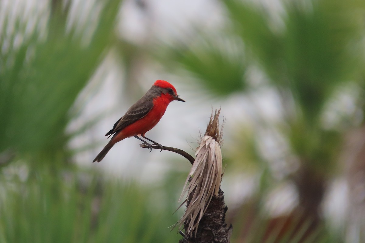 Vermilion Flycatcher - ML619649588