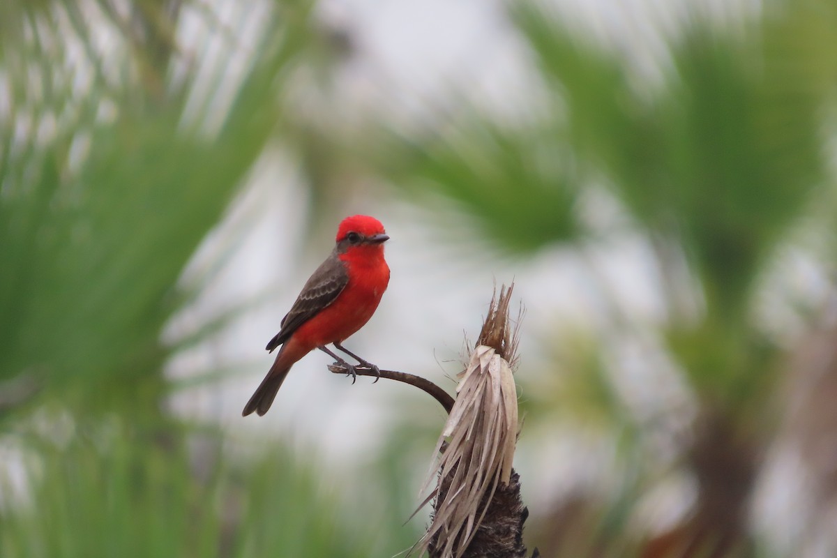 Vermilion Flycatcher - David Brinkman