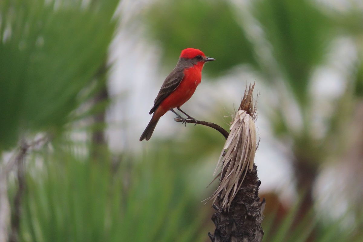 Vermilion Flycatcher - David Brinkman