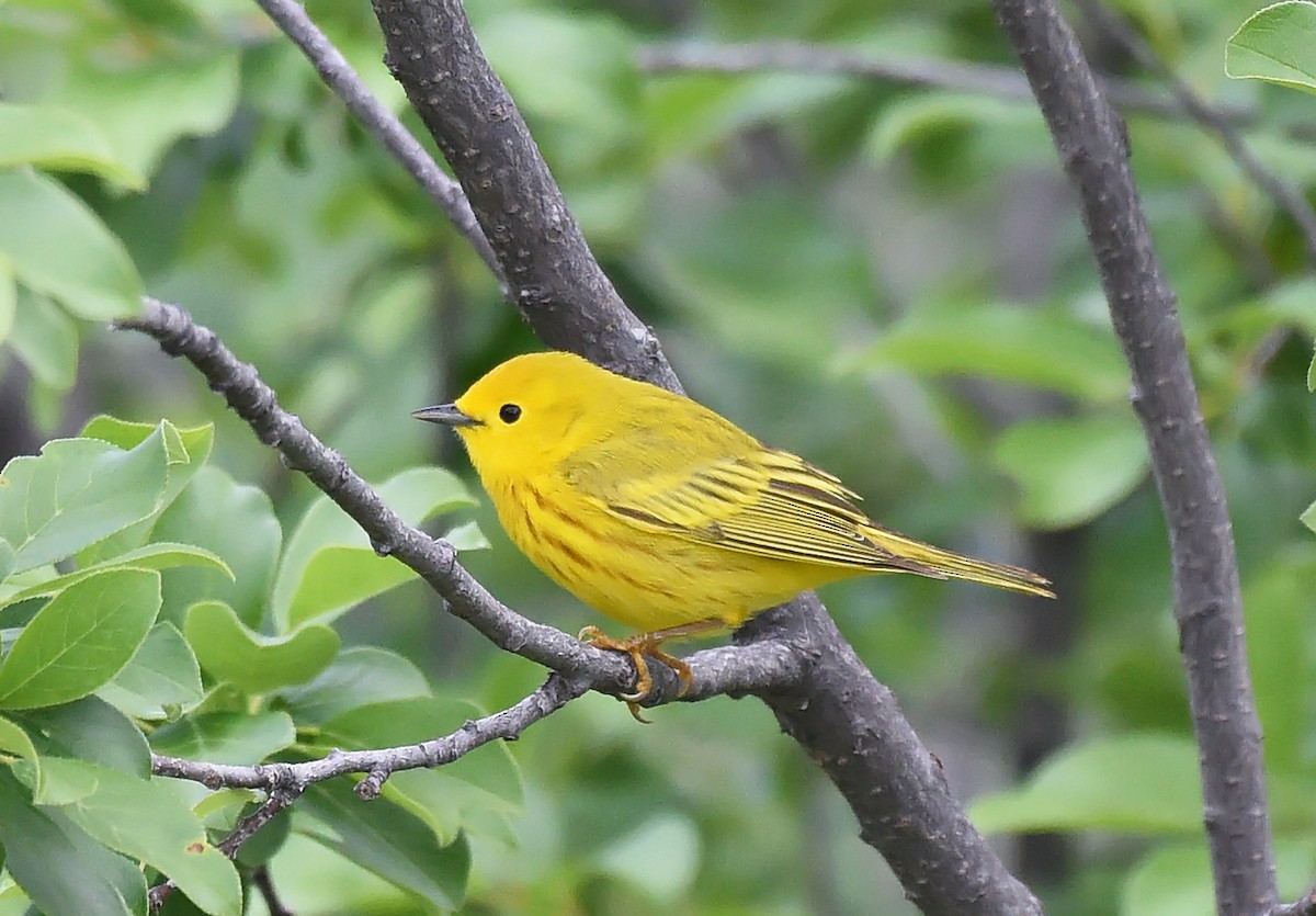 Yellow Warbler - Steven Mlodinow