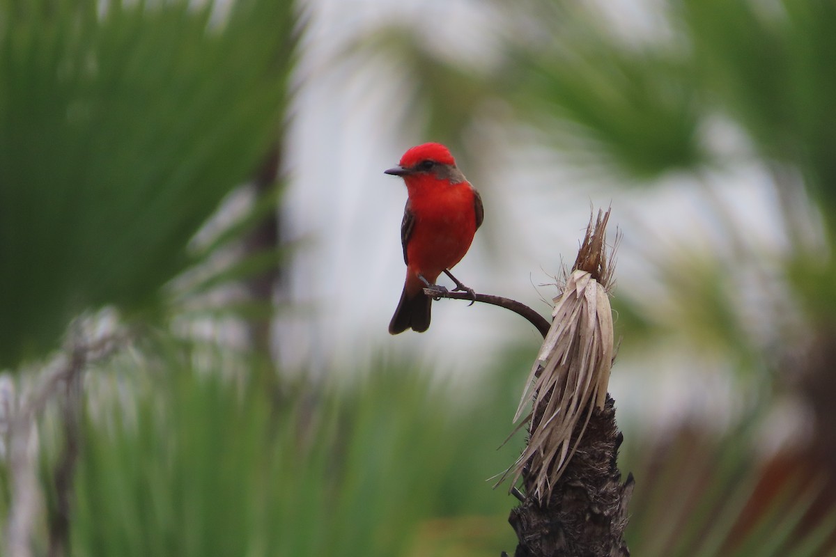 Vermilion Flycatcher - David Brinkman