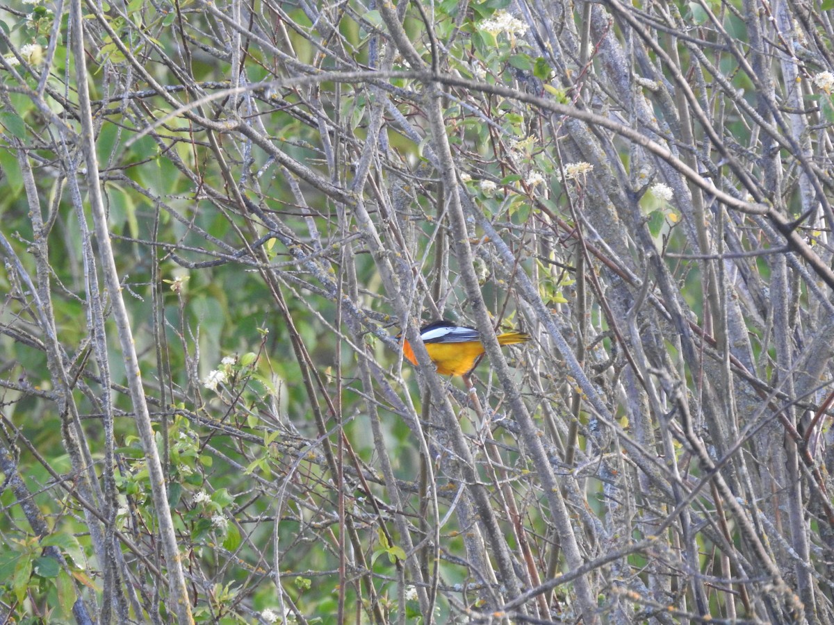 Bullock's Oriole - Sachi Snively