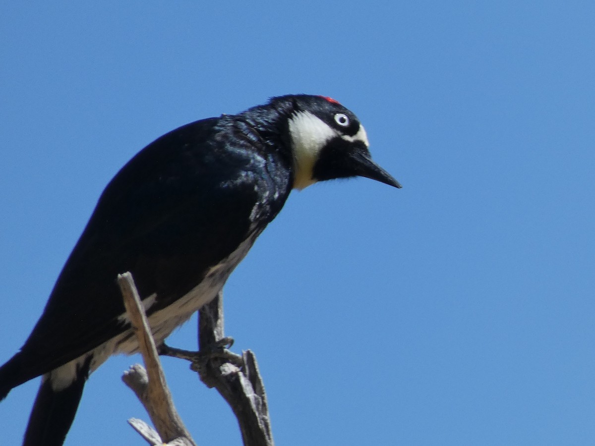 Acorn Woodpecker - ML619649605