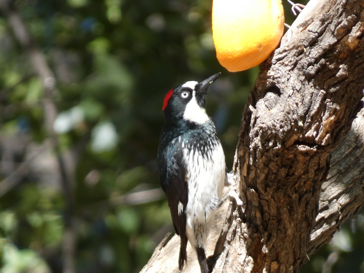 Acorn Woodpecker - ML619649607