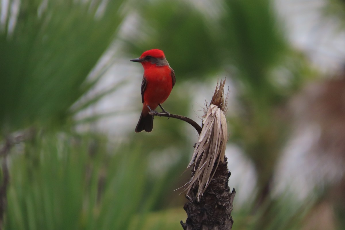 Vermilion Flycatcher - ML619649614