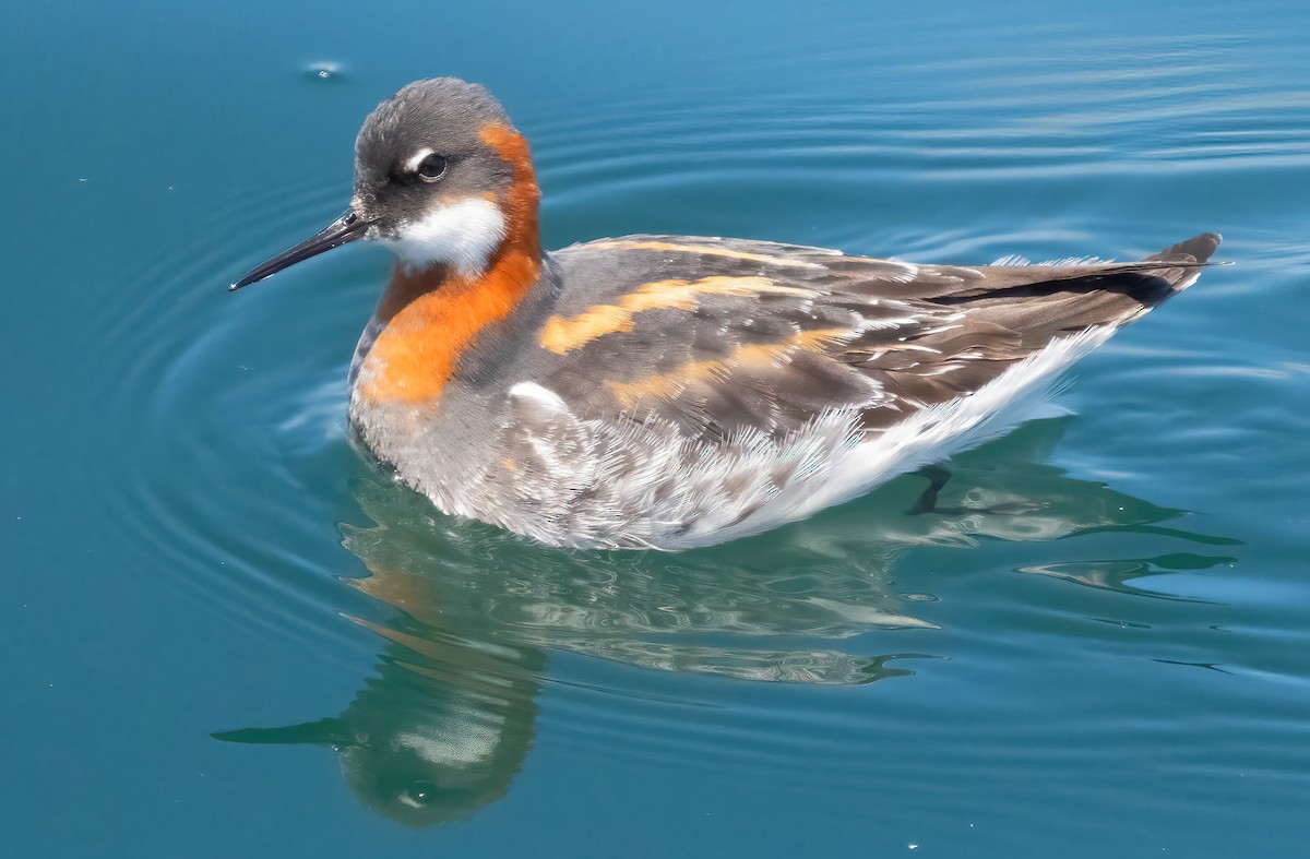 Red-necked Phalarope - Mark Chappell