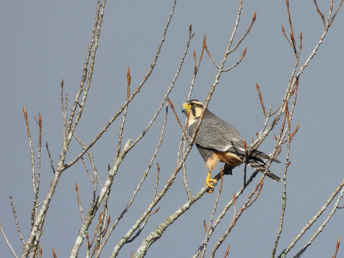 Aplomado Falcon - Alvaro Perez Tort