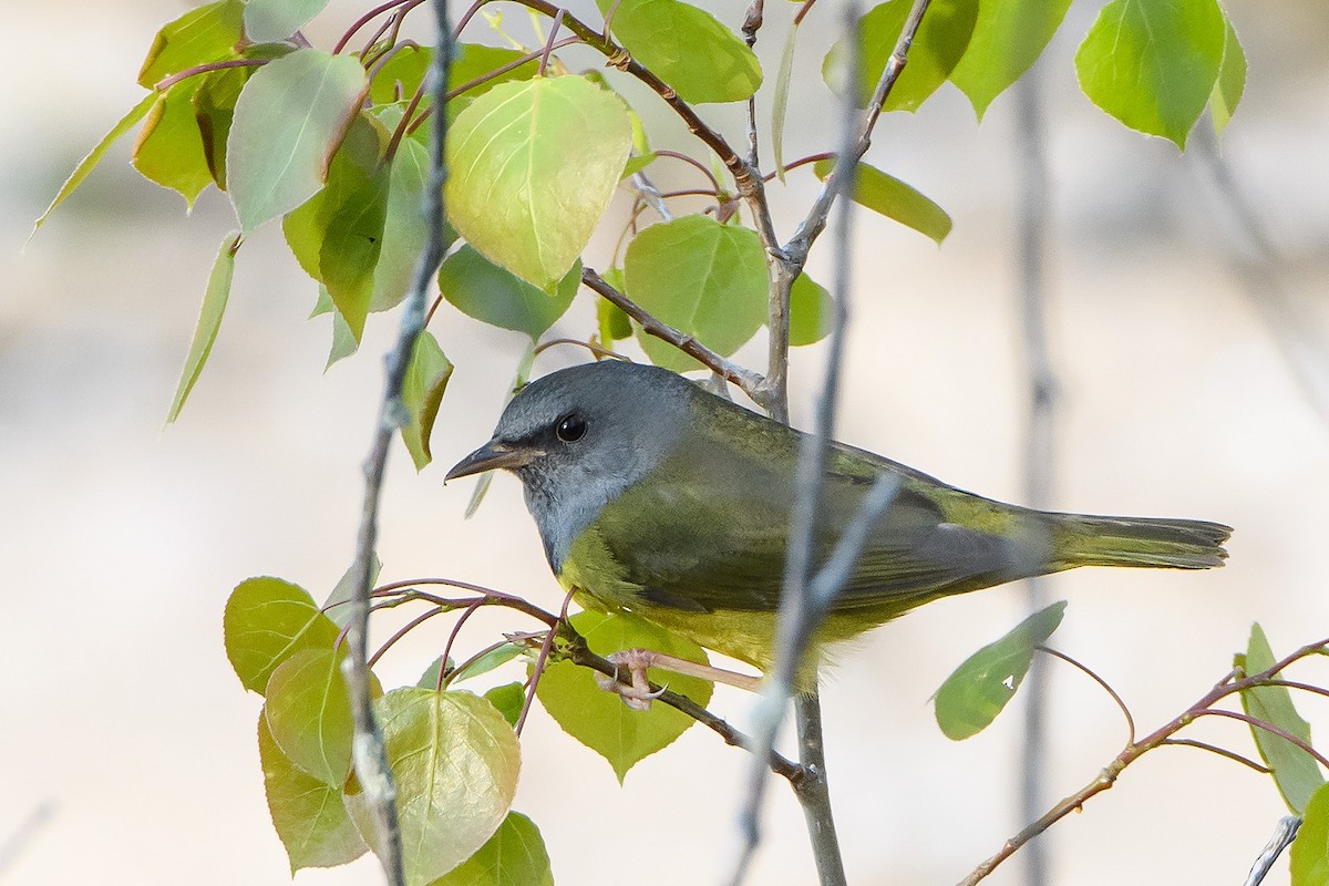 Mourning Warbler - ML619649624