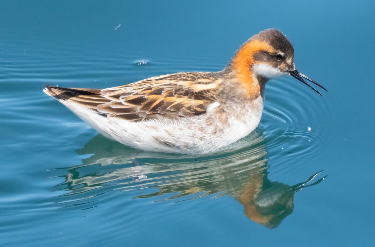 Red-necked Phalarope - Mark Chappell