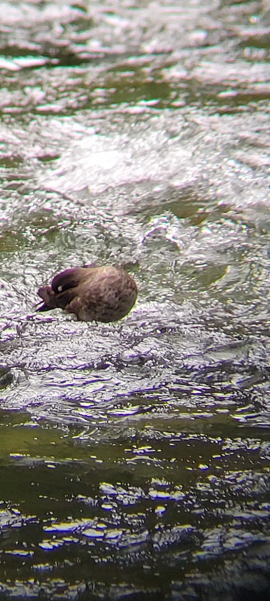 Harlequin Duck - ML619649641