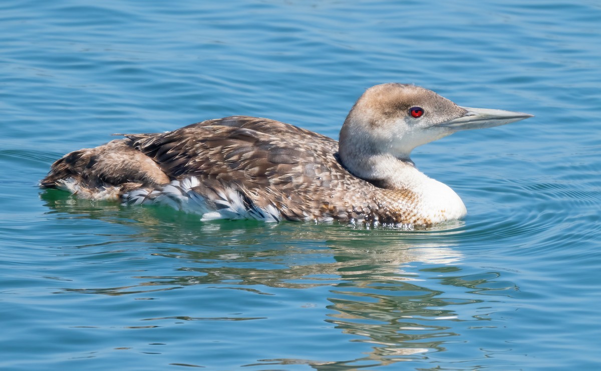 loon sp. - Mark Chappell