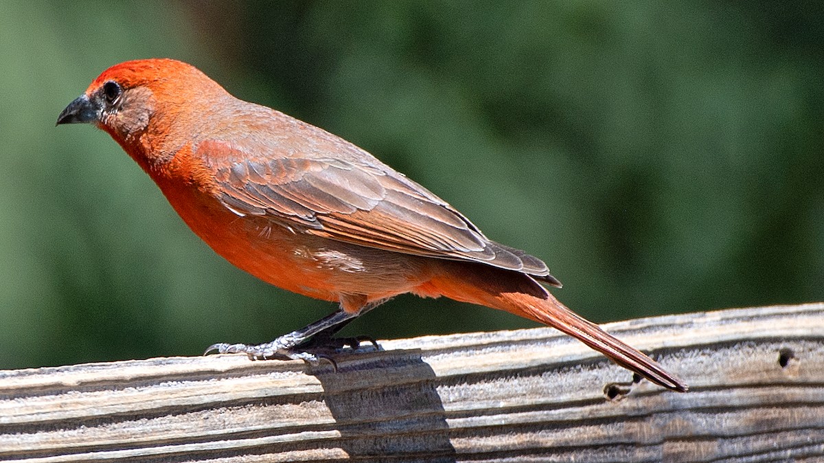 Hepatic Tanager (Northern) - Kenneth Butler