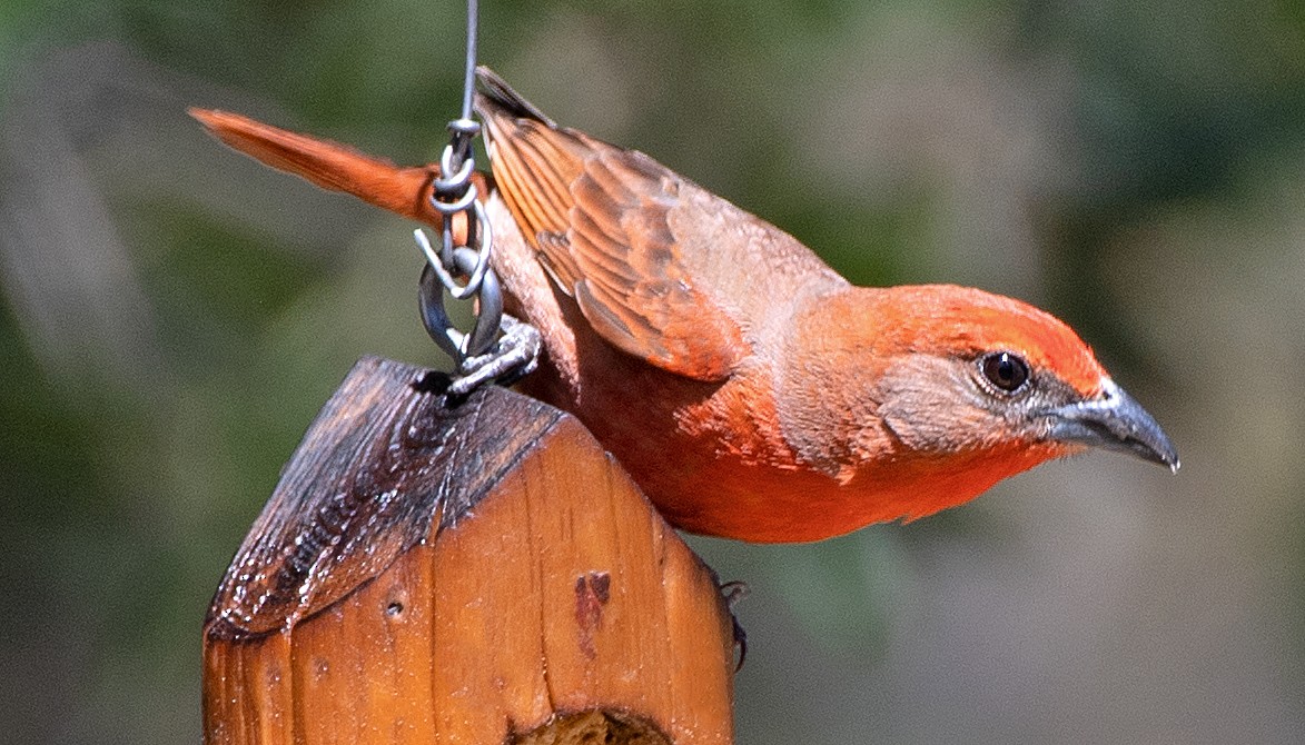 Hepatic Tanager (Northern) - Kenneth Butler