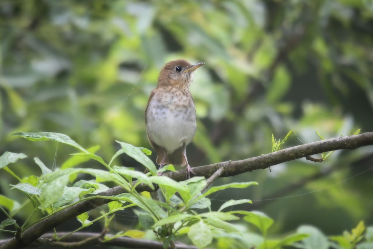 Veery - Jason Short