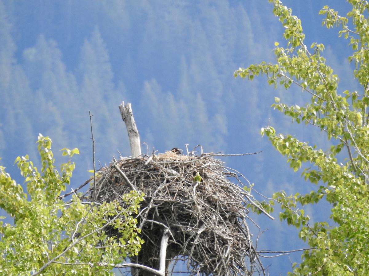 Bald Eagle - Sachi Snively