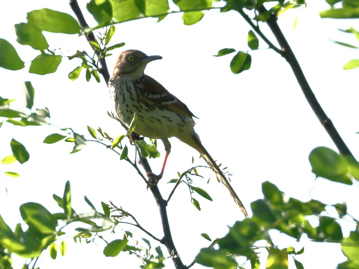 Brown Thrasher - Charlie Arp