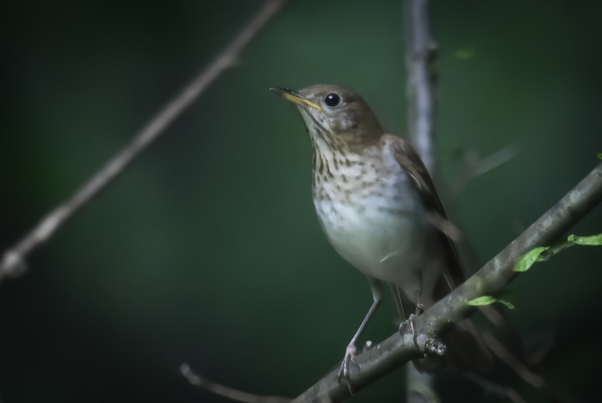 Veery - Jason Short